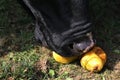 Snout of hungry black heifer eating some delicious pears