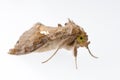 Snout moth Royalty Free Stock Photo