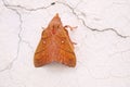 Snout moth