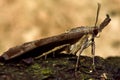 The snout moth (Hypena proboscidalis) in profile showing palps Royalty Free Stock Photo