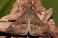 Snout moth. Royalty Free Stock Photo