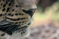 Snout, nose and whiskers of an Asian leopard