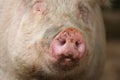 Snout of a Pig Royalty Free Stock Photo