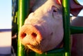 Snout of a pig close-up with sad eyes. Royalty Free Stock Photo