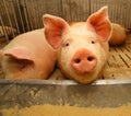 snout of the pig in the pigsty on the farm Royalty Free Stock Photo