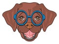 Snout of puppy in glasses Royalty Free Stock Photo
