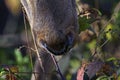 The snout of the red deer grazing Royalty Free Stock Photo