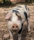 Snout of saddleback pig in its sty in England Royalty Free Stock Photo