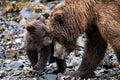 Snout to snout - A new born tiny and very cute, grizzly baby is contacting its mother