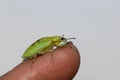 Snout weevil, green weevil Hypomeces squamosus Fabricius  ,Insect Yellow green beetle perch on the fingertips of a woman against Royalty Free Stock Photo