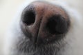 Snout of white dog,close-up Royalty Free Stock Photo