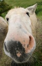 muzzle of a white donkey Royalty Free Stock Photo