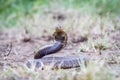 Snouted cobra on the ground. Royalty Free Stock Photo