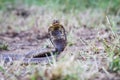Snouted cobra on the ground. Royalty Free Stock Photo