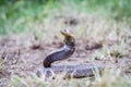 Snouted cobra on the ground. Royalty Free Stock Photo