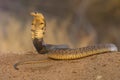 Snouted Cobra snake South Africa Royalty Free Stock Photo