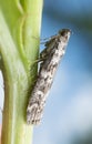 Snouth moth resting on thistle stem