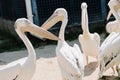 Snouts of great white pelicans close-up Royalty Free Stock Photo