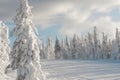 Snovy white trees on winter mountains Royalty Free Stock Photo