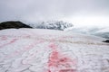 Snow algae on a hiking trail in Alaska