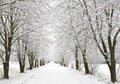 Snow alley Royalty Free Stock Photo