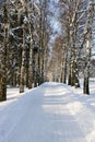 Snow alley Royalty Free Stock Photo