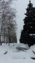 Snow alley with high firs and birches Royalty Free Stock Photo