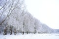 Snow alleys, trees in the frost, white snowdrifts. Winter forest, tree branches in frost. Cloudy sky. Frost on trees is one Royalty Free Stock Photo