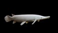 Snow Alligator Gar isolated in black color Royalty Free Stock Photo