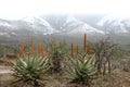 Snow and Aloes