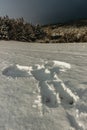 Snow angel in the fresh snow. Trace from the human adult body in winter landscape.Print of body copy space.Crime scene in nature,