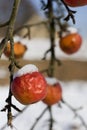 Snow on apples