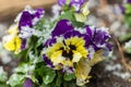 Snow in the April garden. Royalty Free Stock Photo