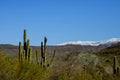 Snow in the Arizona desert, north of Tucson, Arizona an weather event brought snowfall to the mountains with saguaro cacti and