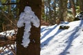 Snow arrow pointing Forward on a tree trunk, in Winter Royalty Free Stock Photo