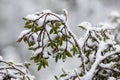 Snow on Australian native plants in Cradle Mountain National par Royalty Free Stock Photo