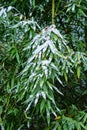 Snow on autumn foliage. Bamboo Royalty Free Stock Photo