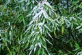 Snow on autumn foliage. Bamboo Royalty Free Stock Photo