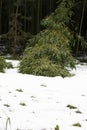 Snow on autumn foliage. The Bamboo in winter. Subtropical forest Royalty Free Stock Photo