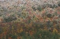 Snow on Autumn Trees, Allegheny Mountains Royalty Free Stock Photo