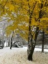 Snow in Autumn, Yellow Maple Tree in a Snowstorm