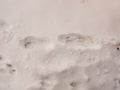 Snow background texture floor path with tracks trail foot prints Royalty Free Stock Photo