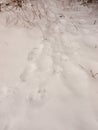 Snow background texture floor path with tracks trail foot prints Royalty Free Stock Photo