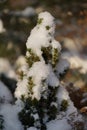 Snow barbed branch of juniper in the sun Royalty Free Stock Photo