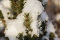 Snow barbed branch of juniper in the sun Royalty Free Stock Photo