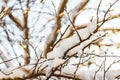 Snow on the bare tree branches in winter day Royalty Free Stock Photo