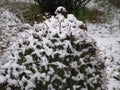 Snow on Barrel Cactus in Tucson AZ