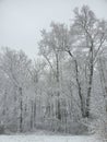 Snow beautiful white trees winterland