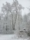 Snow beautiful white trees winterland