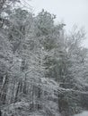 Snow beautiful white trees winterland